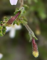 Jamesbrittenia tortuosa elongated buds