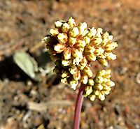 Crassula pubescens subsp. pubescens inflorescence