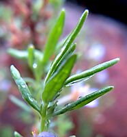 Chaenostoma revolutum stem-tip leaves