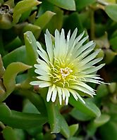 Delosperma lebomboense flower