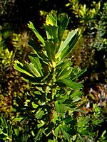Cliffortia cuneata stem-tip leaves