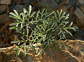 Pelargonium luteolum leaves