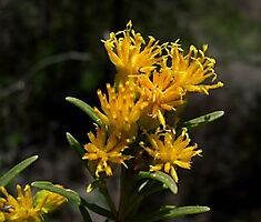 Pteronia pallens flowerheads