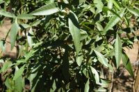 Searsia leptodictya leaves