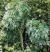 Cussonia paniculata subsp. sinuata