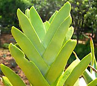 Crassula perfoliata leaves