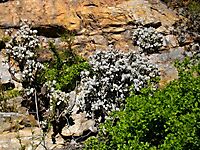 Crassula arborescens thriving on a cliff