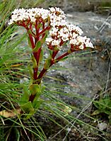 Crassula alba var. alba with white flowers and red stems