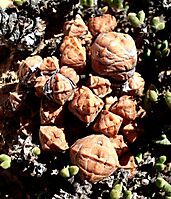 Crassula columnaris subsp. prolifera