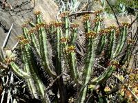 Euphorbia atrispina var. atrispina