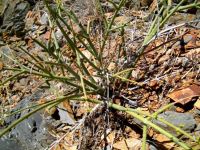 Euphorbia arceuthobioides stems