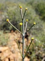 Euphorbia arceuthobioides stem-tip cyathia