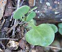 Curio articulatus young leaves