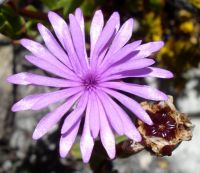Erepsia inclaudens flower