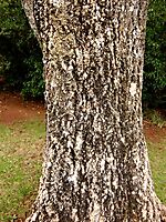 Cussonia spicata trunk