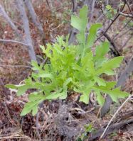 Cussonia paniculata subsp. sinuata new leaves