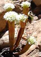 Crassula pyramidalis four stems flowering