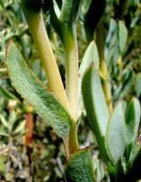 Erepsia lacera leaves