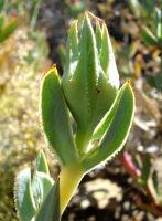 Erepsia lacera leaf pincers