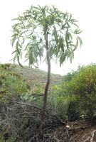 Cussonia paniculata subsp. paniculata