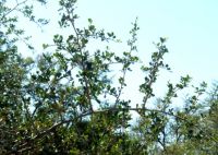 Searsia lucida branch
