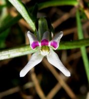 Cyphia crenata flower