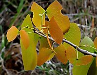 Colophospermum