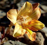 Tritonia karooica flower